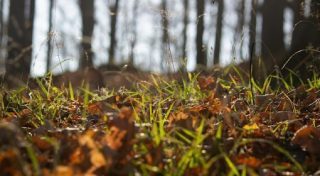 Fallen leaves on the ground